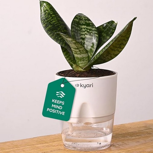 KYARI Sansevieria Green Snake Air Purifier Plant